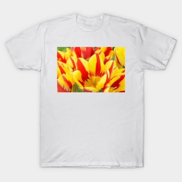 Tulipa  &#39;Colour Spectacle&#39;   Single Late Multi-flowered tulip T-Shirt by chrisburrows